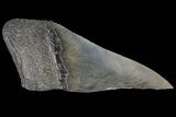 Partial Fossil Megalodon Tooth - Serrated Blade #89431-1